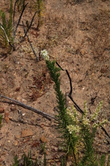 Microdon polygaloides