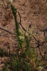 Microdon polygaloides