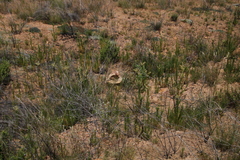Microdon polygaloides