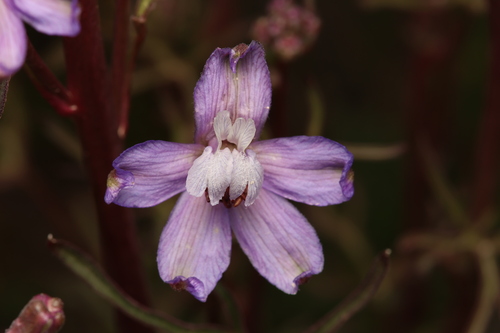 Image of Delphinium recurvatum by (c) Nicholas Wei, some rights reserved (CC BY-SA)