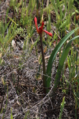Cyrtanthus angustifolius