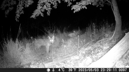 Coyote photographed in West Virginia