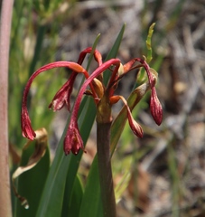 Cyrtanthus angustifolius