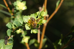Pimelea flava flava