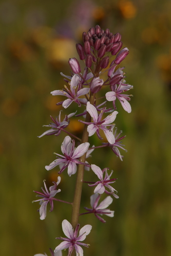 Image of Lemmon's Mustard (Caulanthus anceps) by (c) Nicholas Wei, some rights reserved (CC BY-SA)