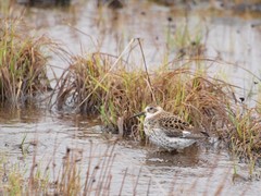 Calidris ptilocnemis couesi
