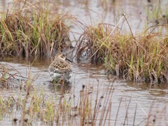 Calidris ptilocnemis couesi