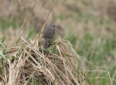 Melospiza melodia maxima