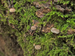 Mycena erubescens