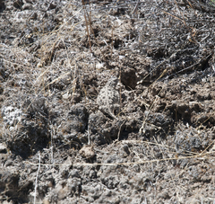 Phrynosoma douglasii
