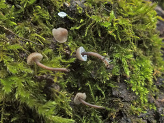 Mycena erubescens