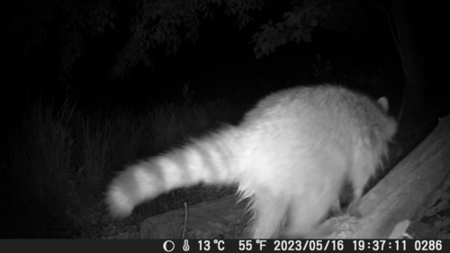 Common Raccoon photographed in West Virginia