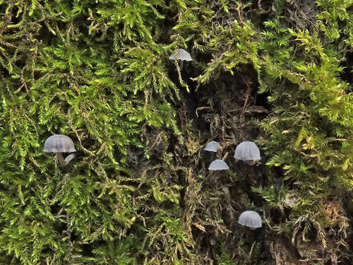 Steely Bonnet