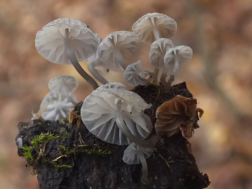 Mycena pseudocorticola image