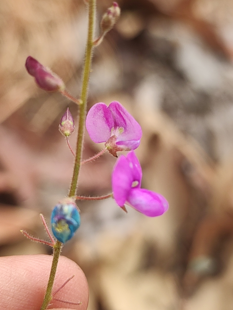 creeping beggarweed from Zapopan, Jal., México on May 20, 2023 at 03:10 ...