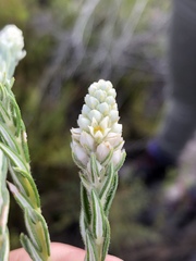 Phylica imberbis eriophoros