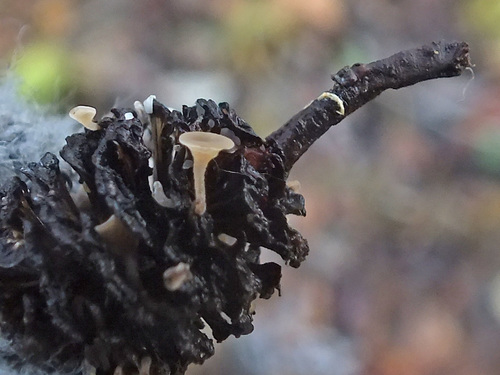 Ciboria viridifusca image