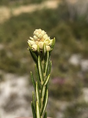 Phylica imberbis eriophoros