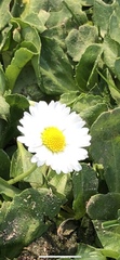 Bellis perennis