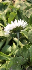 Bellis perennis