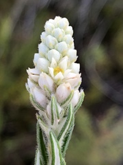 Phylica imberbis eriophoros