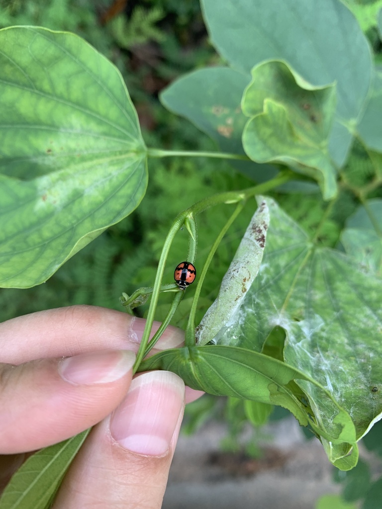 Six-spotted Zigzag Ladybird from Hong Kong Island, Pok Fu Lam, HK on ...