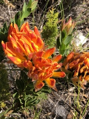Liparia splendens comantha