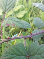 Cicadella