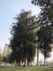 Sequoia sempervirens