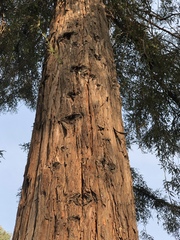 Sequoia sempervirens
