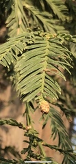 Sequoia sempervirens