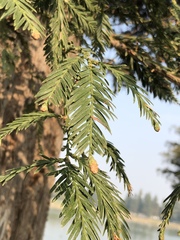 Sequoia sempervirens