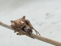 Acanthepeira