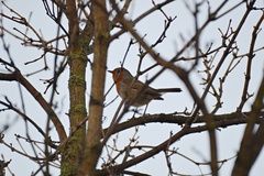 Erithacus rubecula