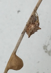 Acanthepeira