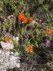 Liparia splendens comantha
