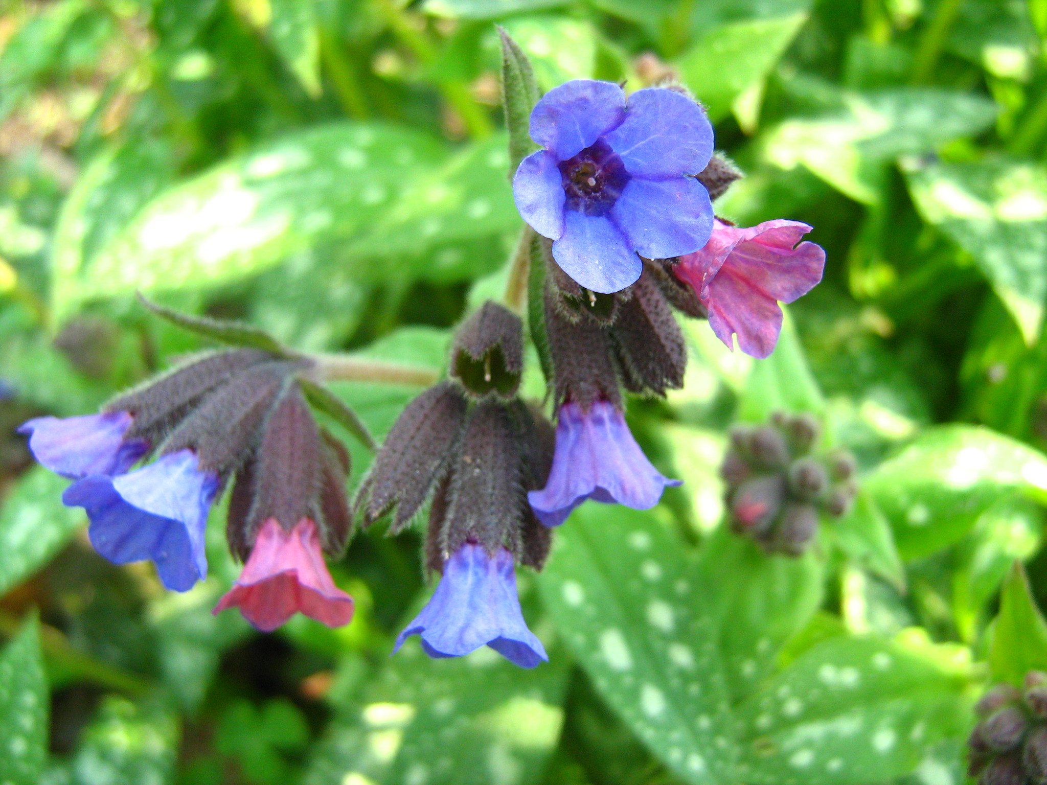 Pulmonaria officinalis