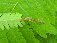 Chirosia filicis