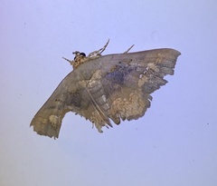 Lopharthrum comprimens