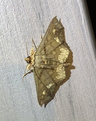 Lopharthrum comprimens