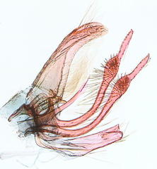 Cremastobombycia