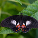 Ambrax Swallowtail - Photo (c) Mike Reid, some rights reserved (CC BY-NC), uploaded by Mike Reid