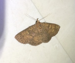 Sarobides inconclusa