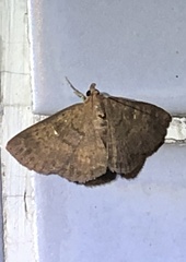 Sarobides inconclusa