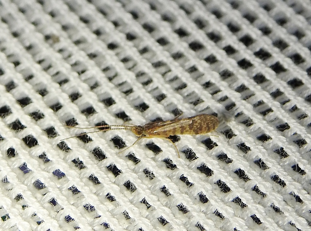 Common Marine Caddisfly from Yalukit Willam Nature Reserve, New Street