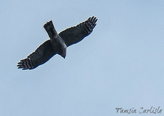 Accipiter nisus