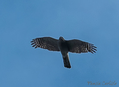 Accipiter nisus