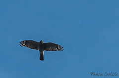Accipiter nisus