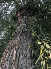 Salix babylonica