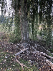 Salix babylonica